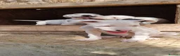 American Staffordshire cani in vendita: Allevamento American Staffordshire Terrier Puglia  - Annuncio 1