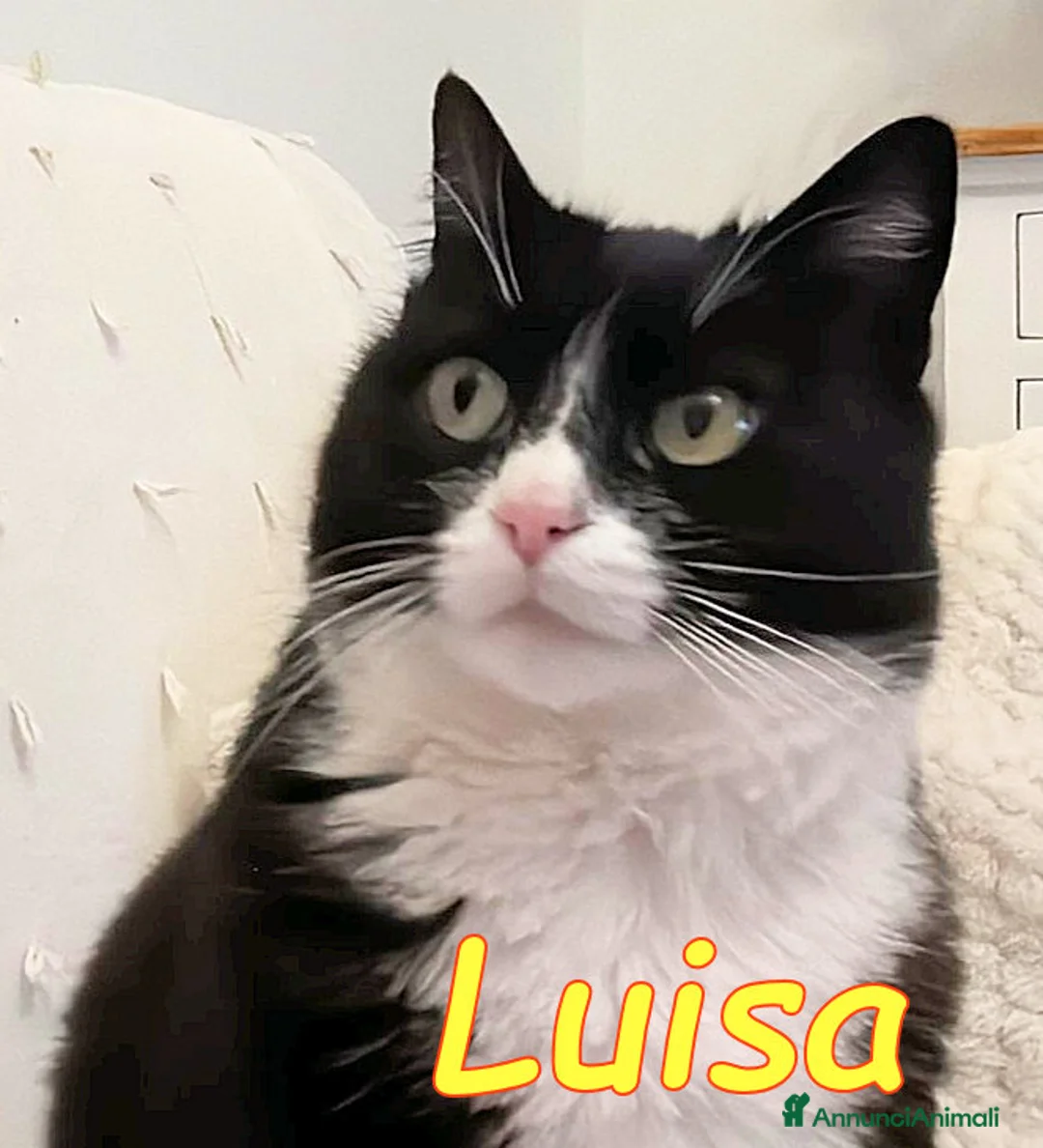 Europeo gatti in regalo: GATTINA LUISA  SENZA PIU CASA - Annuncio 2