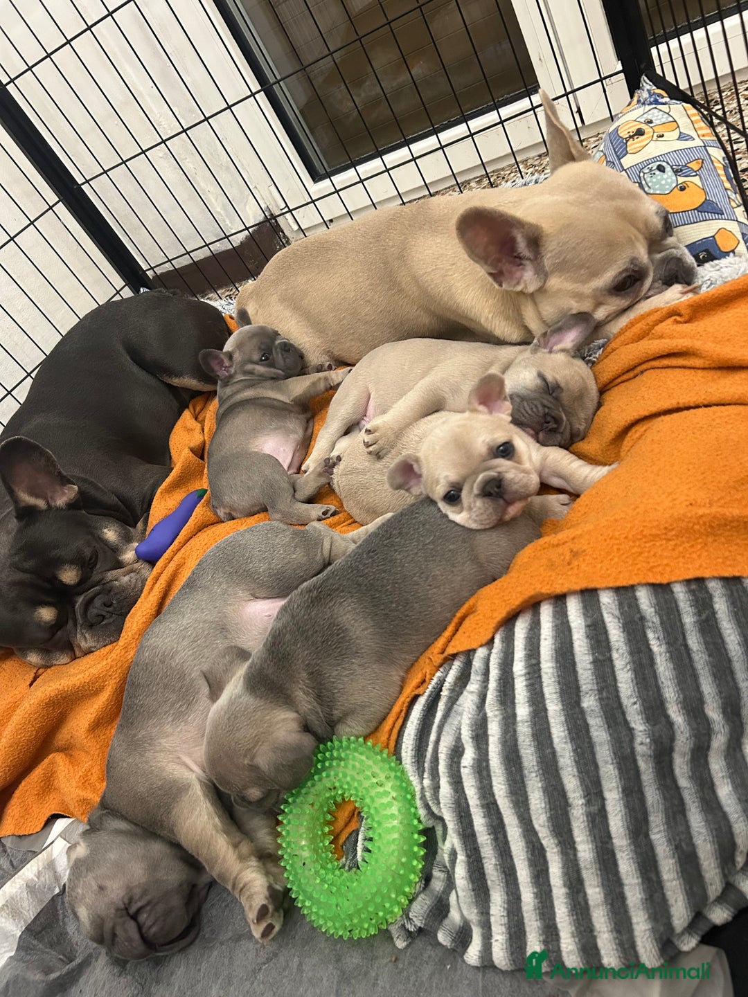 Bulldog Francese cani in vendita: Bulldog Francesi Blue  - Annuncio 5