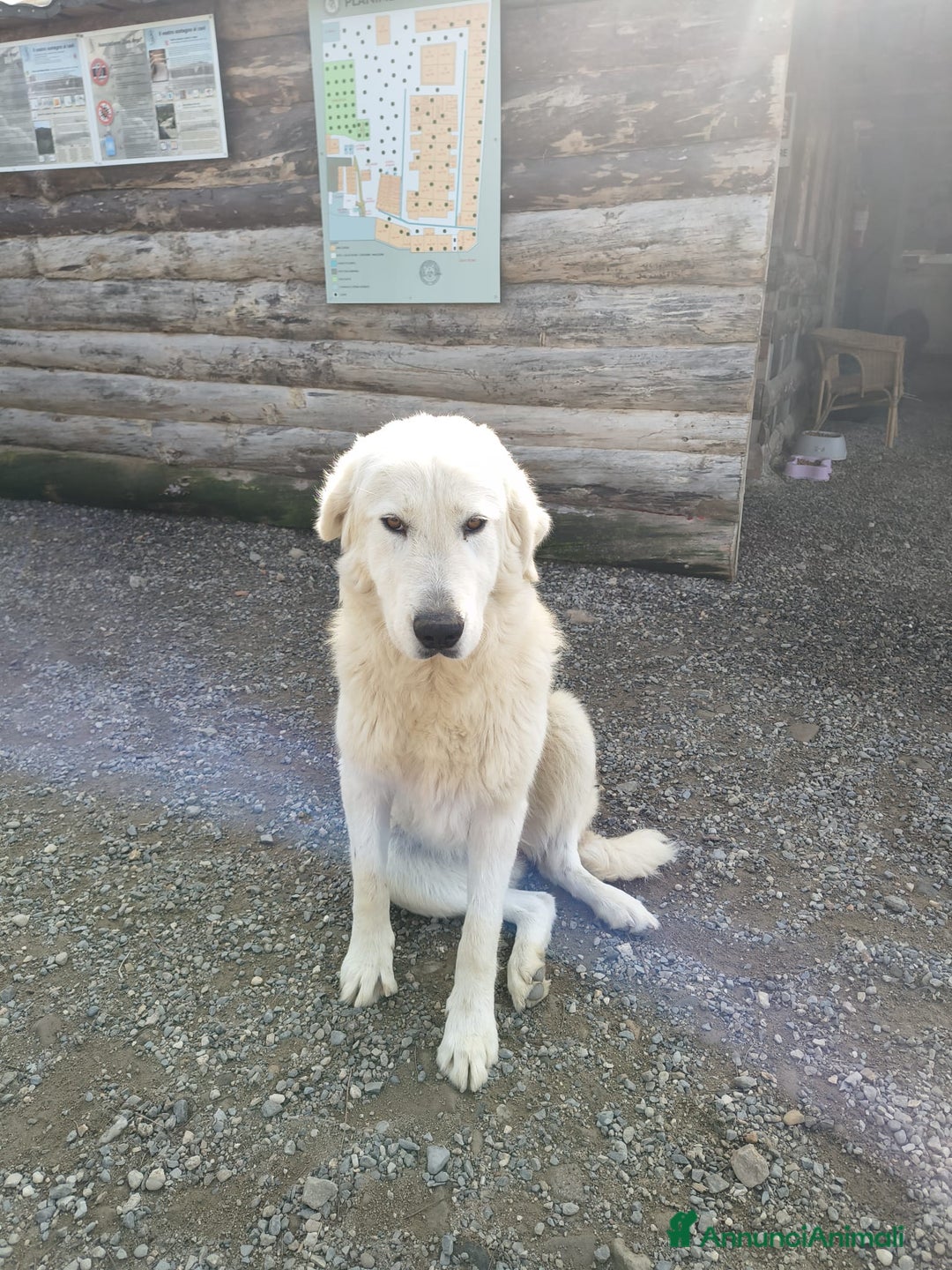 Meticcio cani in regalo: Maeve - Annuncio 6