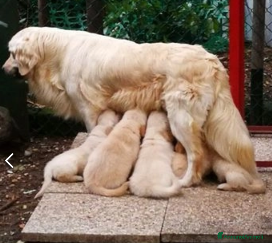 Golden Retriever cani Golden retriever cuccioli angloamericani  - Annuncio 12
