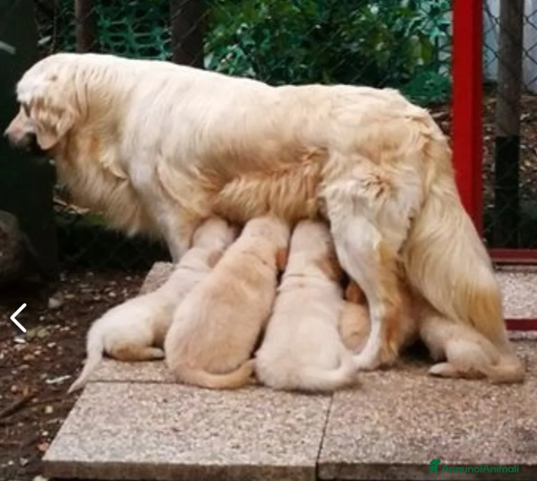 Golden Retriever cani in vendita: Golden retriever cuccioli angloamericani  - Annuncio 1