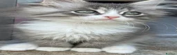 Siberiano gatti in vendita: cucciolo di gatto siberiano ipoallergico  - Annuncio 6