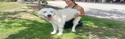 Meticcio cani in regalo: MIRTILLO E LA SUA GIOIA DI VIVERE...IN ADOZIONE - Annuncio 4