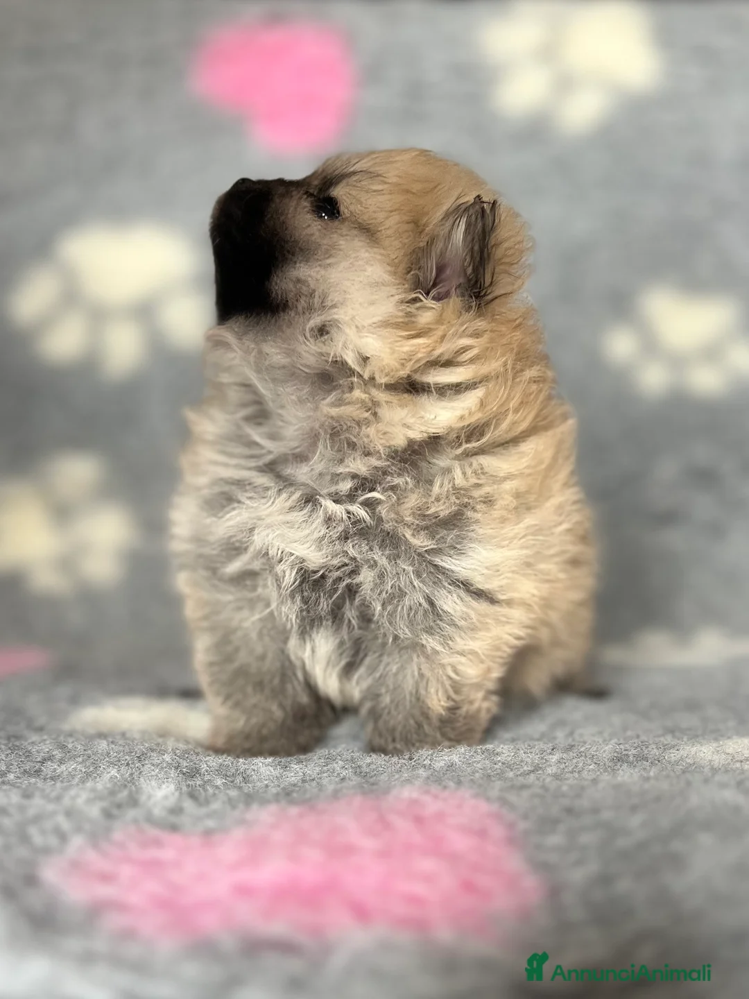 Volpino Pomerania cani in vendita: CUCCIOLA POMERANIA CON PEDIGREE ENCI - Annuncio 2