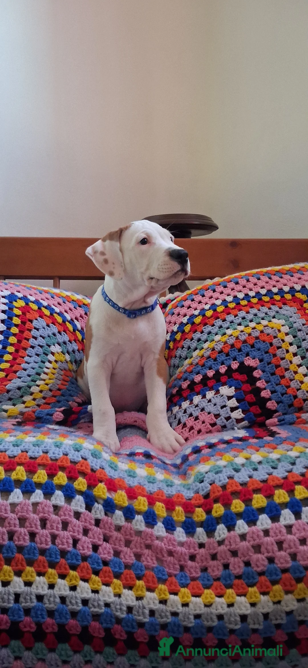 Pitbull cani in vendita: Pitbull - Annuncio 2