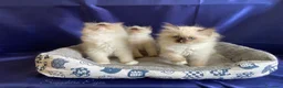 Ragdoll gatti in vendita: Gattina ragdoll con pedigree - Annuncio 6