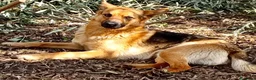 Pastore Tedesco cani in regalo: Rex, pastorello in miniatura a Provincia di Latina - Annuncio 2