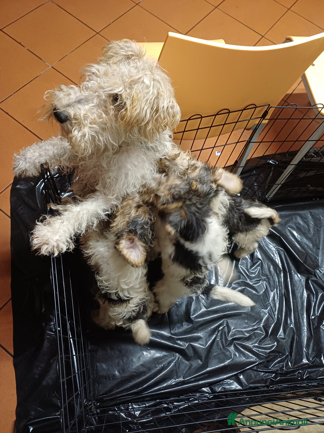 Fox Terrier cani in vendita: Vendita cuccioli fox terrier - Annuncio 6