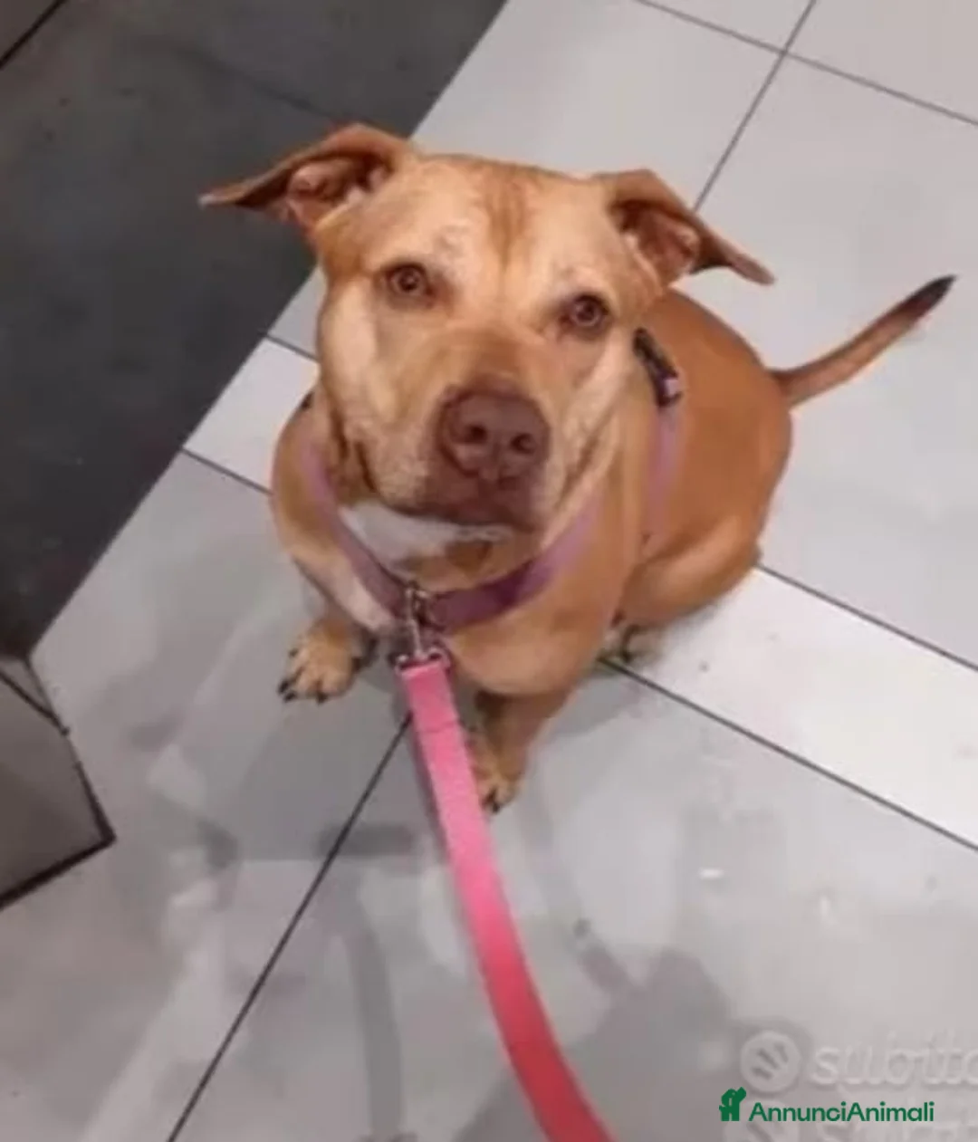 Pitbull cani in regalo: Pitbull adulta salita a Milano e riscesa a NAPOLI a Città metropolitana di Milano - Annuncio 3