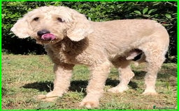 Lagotto cani in regalo: ALDO, DOLCE SIMIL LAGOTTINO 4 ANNI, UNA VITA NEGAT - Immagine 6