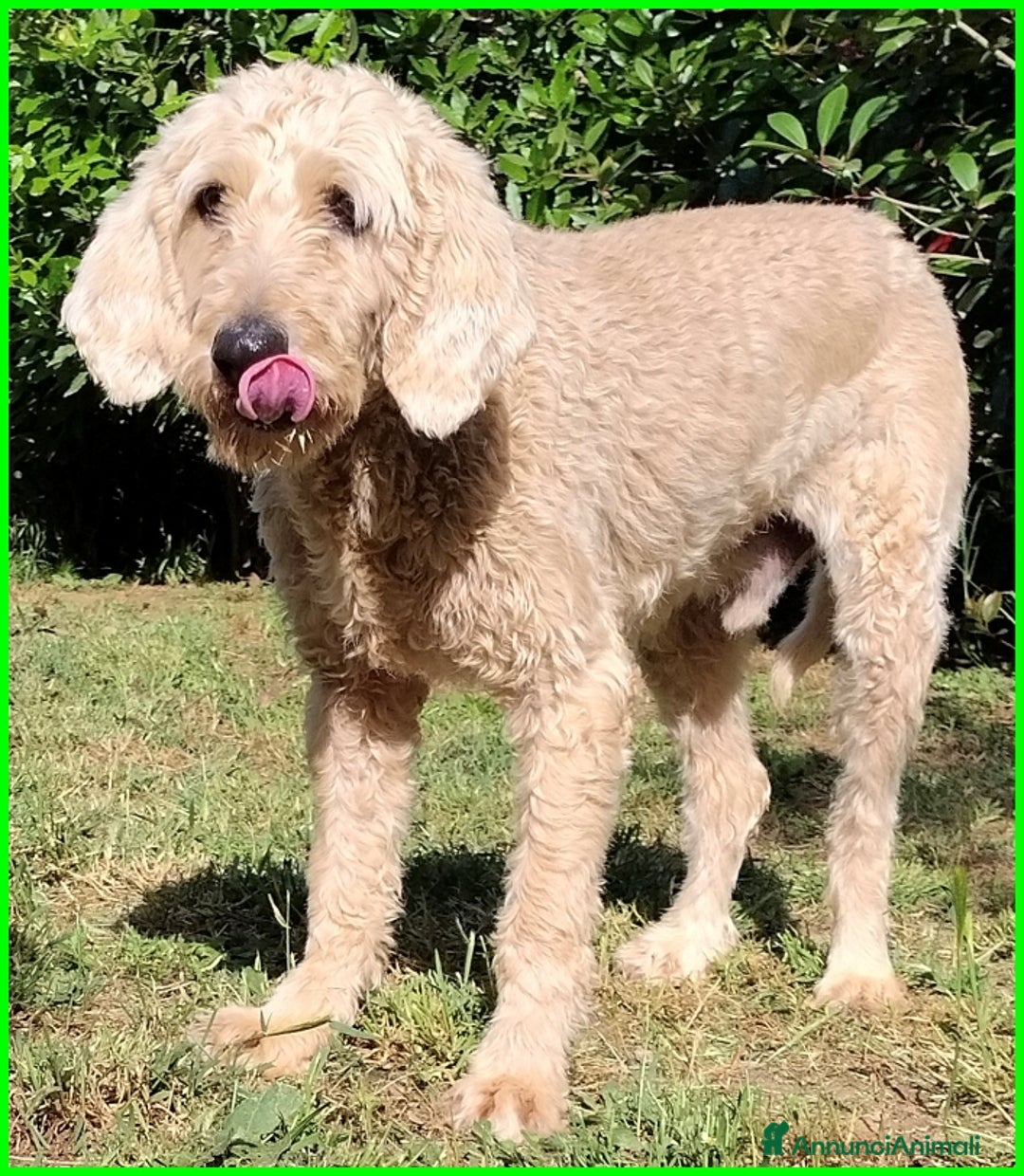 Lagotto cani in regalo: ALDO, DOLCE SIMIL LAGOTTINO 4 ANNI, UNA VITA NEGAT - Immagine 6
