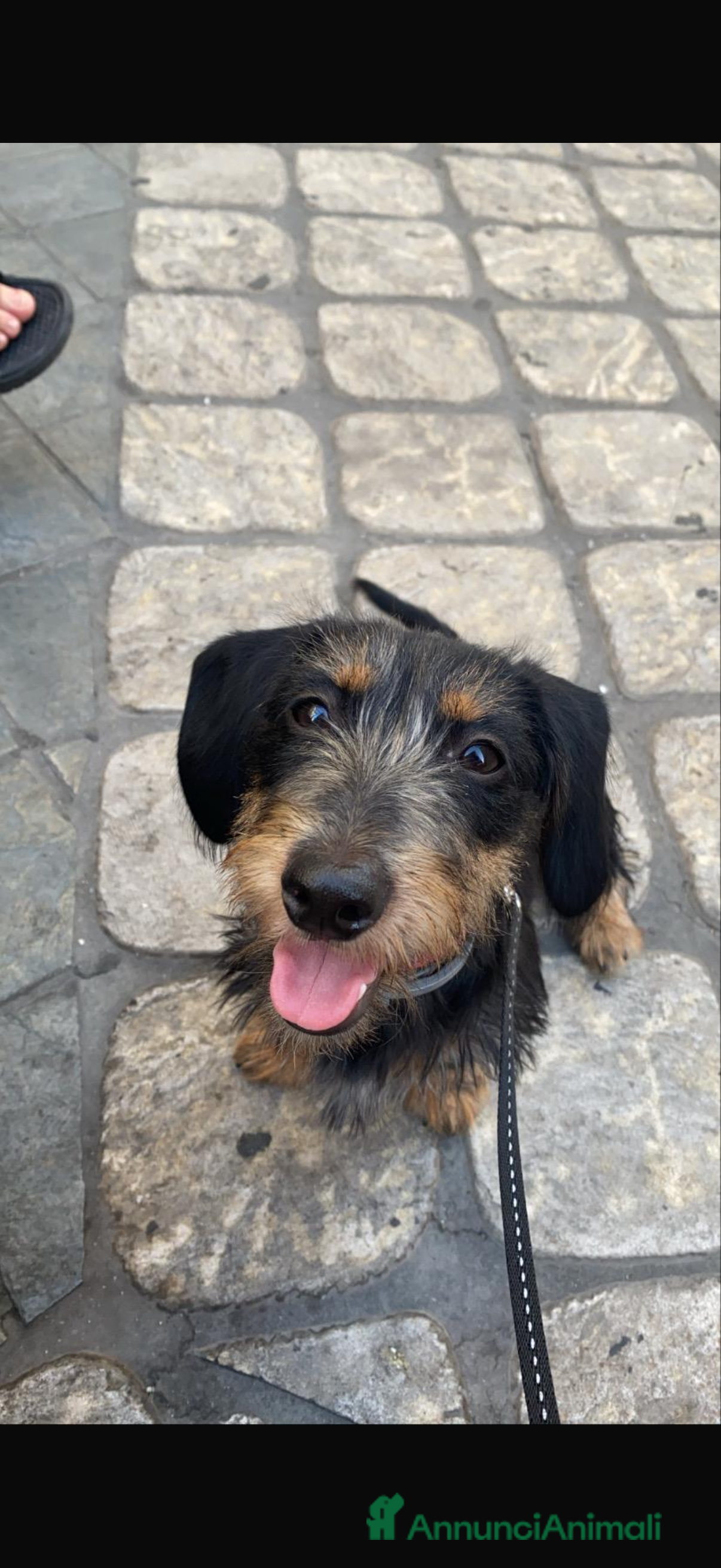 Bassotto cani Isotta cerca fidanzato  - Annuncio 8