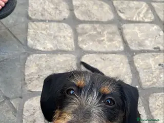 Bassotto cani Isotta cerca fidanzato - Annuncio 8