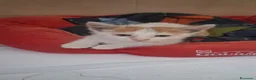Meticcio cani in regalo: GATTINI DOLCISSIMI - Annuncio 1