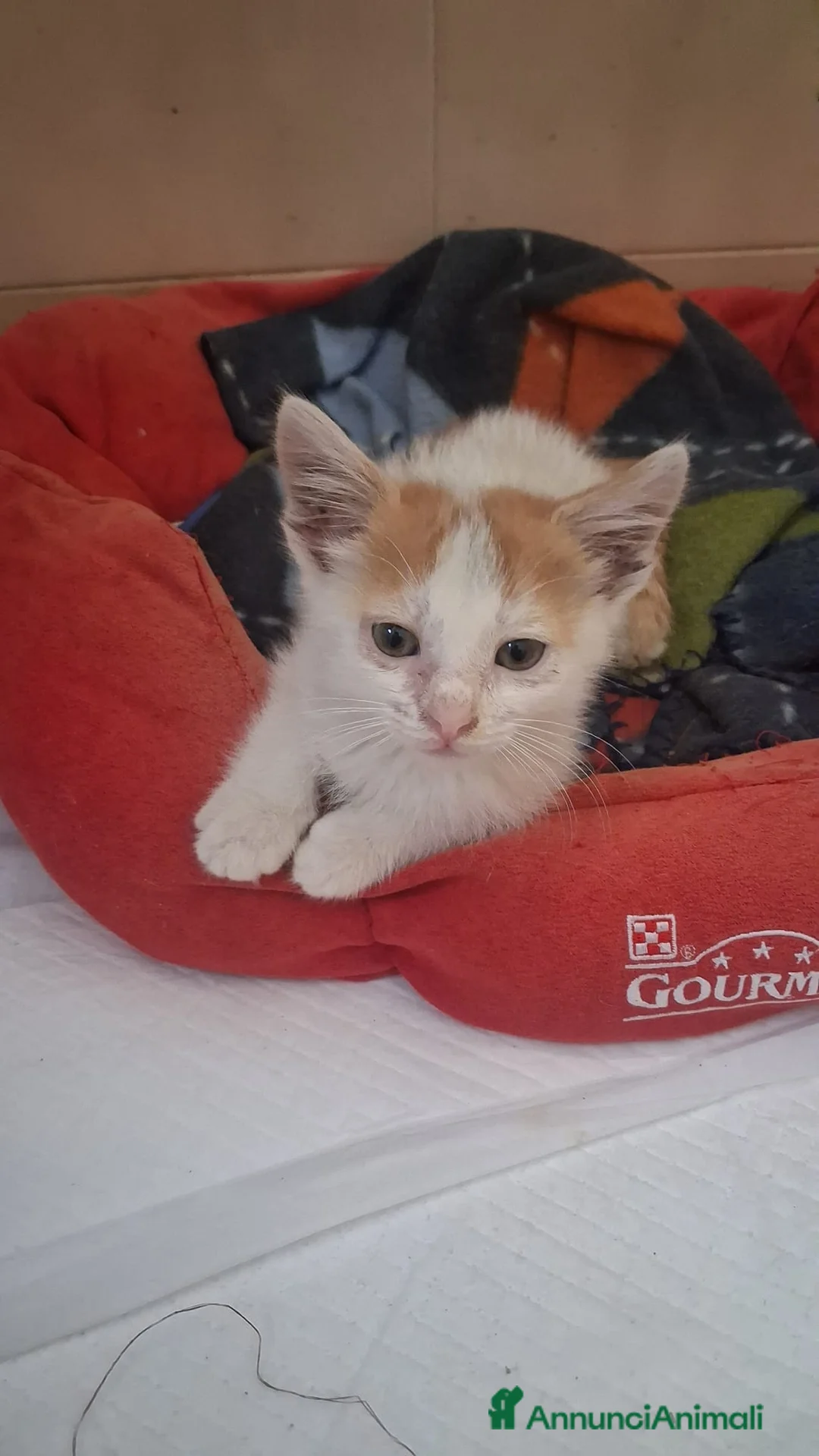 Meticcio cani in regalo: GATTINI DOLCISSIMI - Annuncio 1