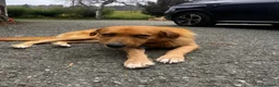 Meticcio cani in regalo: Rick  - Annuncio 6