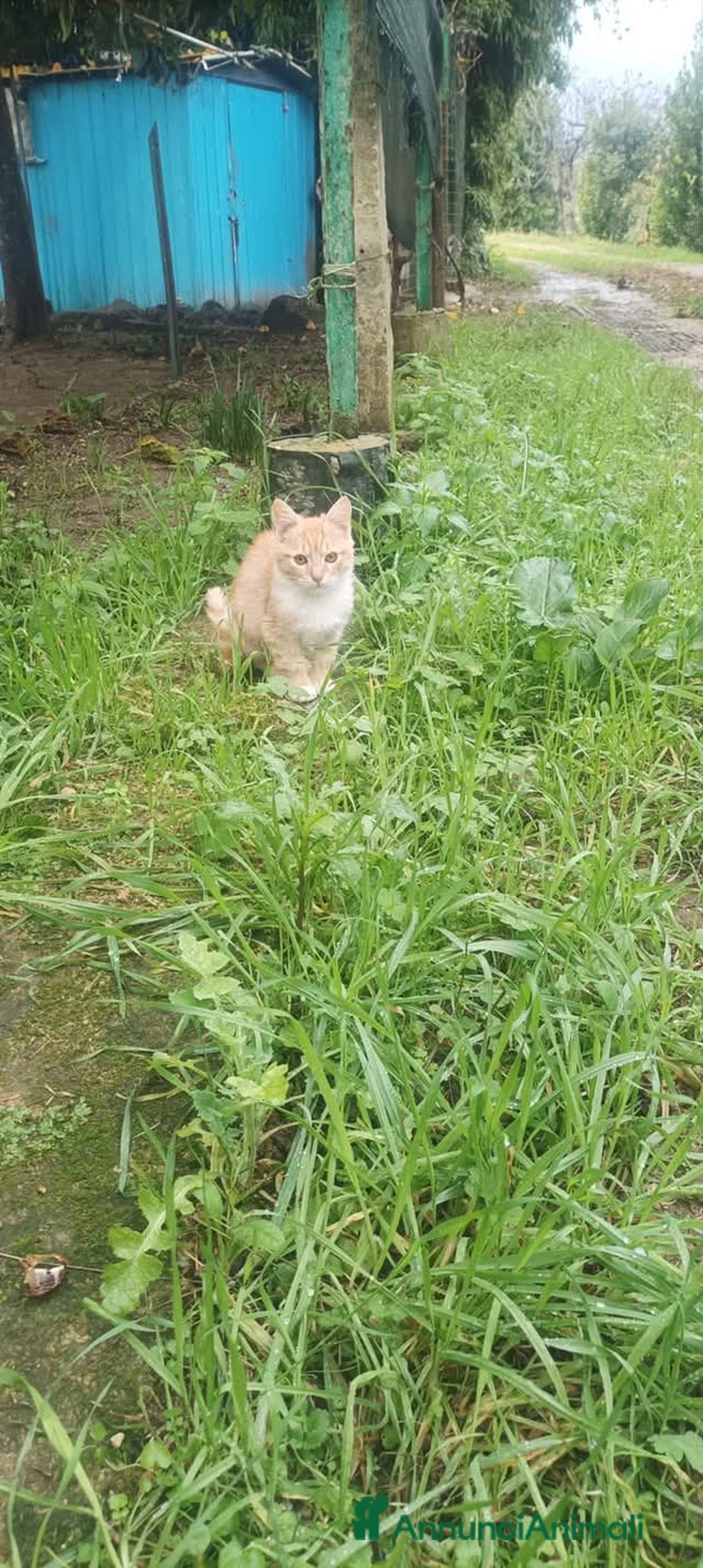 Meticcio gatti in regalo: Zoeee - Annuncio 1