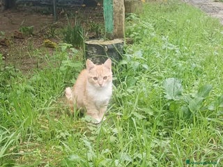 Meticcio gatti Zoeee - Annuncio 2