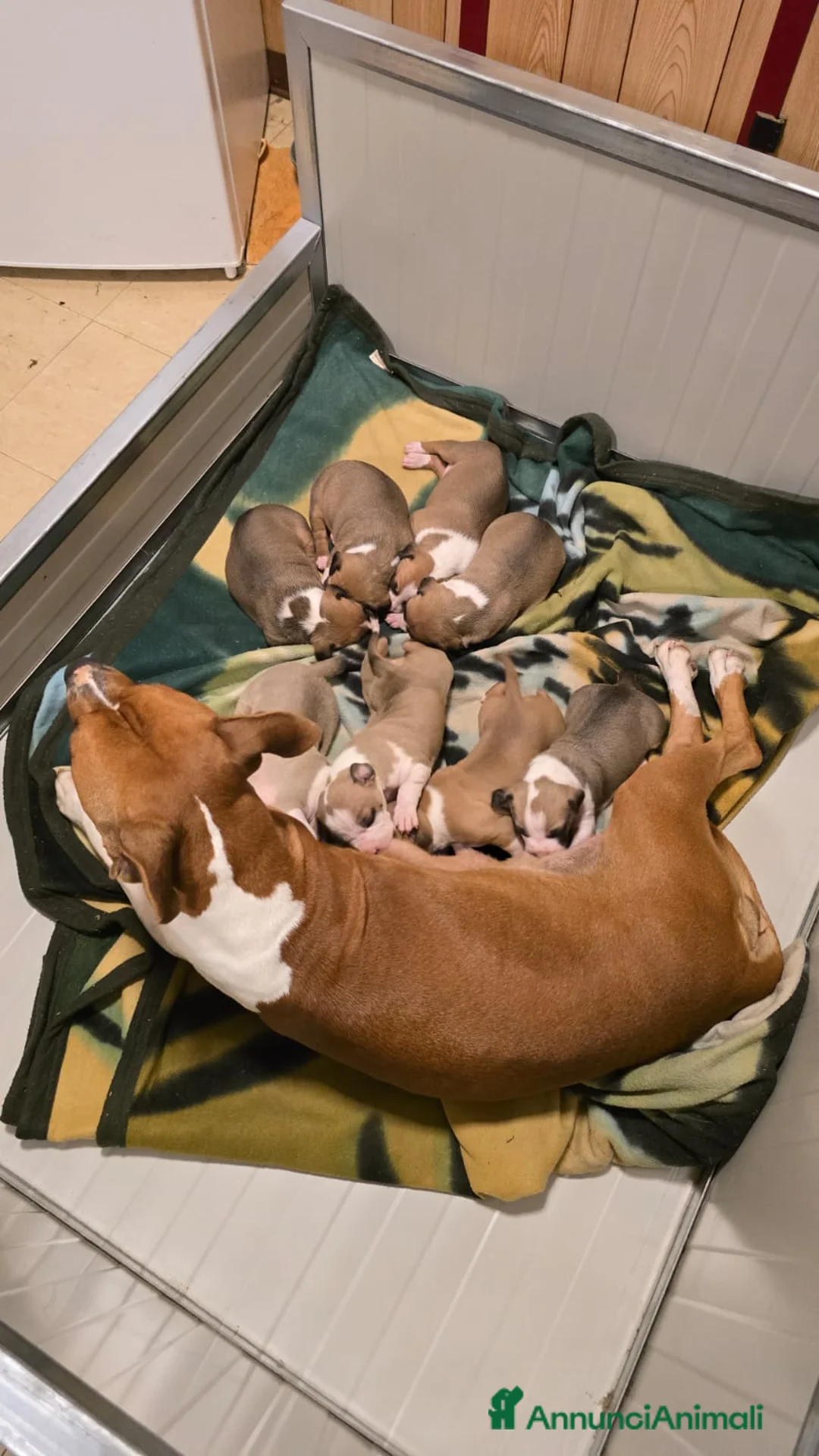 American Staffordshire cani in vendita: Cuccioli di amstaff - Annuncio 2