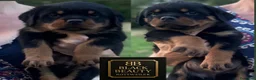 Rottweiler cani in vendita: Rottweiler con pedigree pagamenti agevolati  - Annuncio 2
