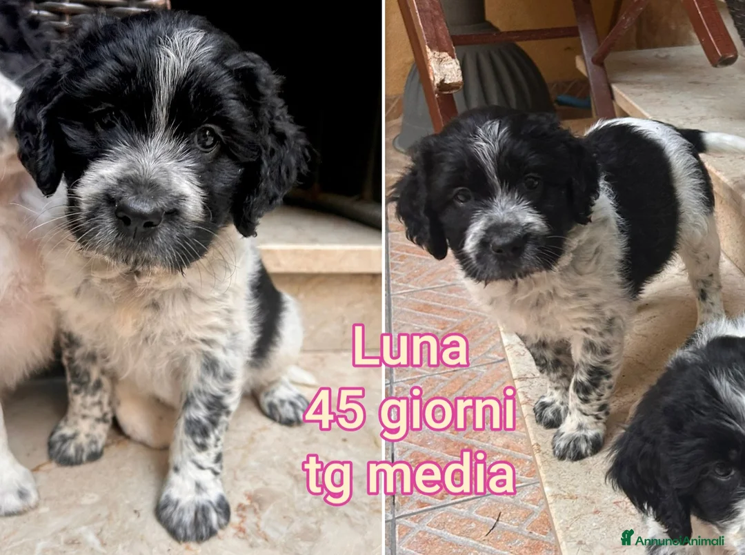 Meticcio cani in regalo: CUCCIOLI IN CERCA D'AMORE  a Provincia di Prato - Annuncio 1