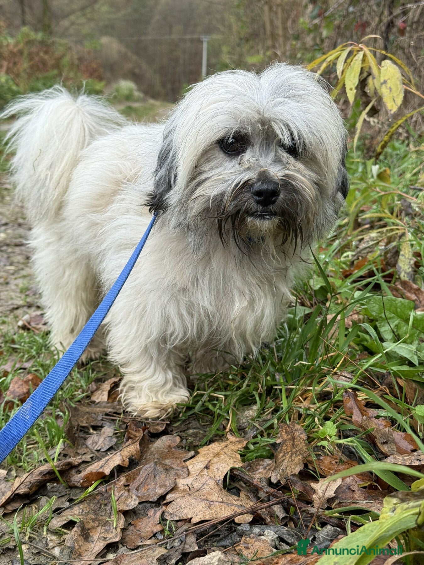 Shih Tzu cani BUNNY, mix SHIH TZU tutto pelo! 4KG. - Annuncio 33