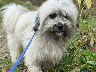 Shih Tzu cani BUNNY, mix SHIH TZU tutto pelo! 4KG. - Annuncio 9
