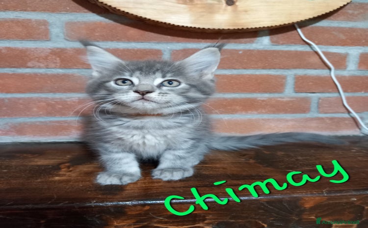 Maine Coon gatti Cuccioli Maine Coon - Annuncio 12