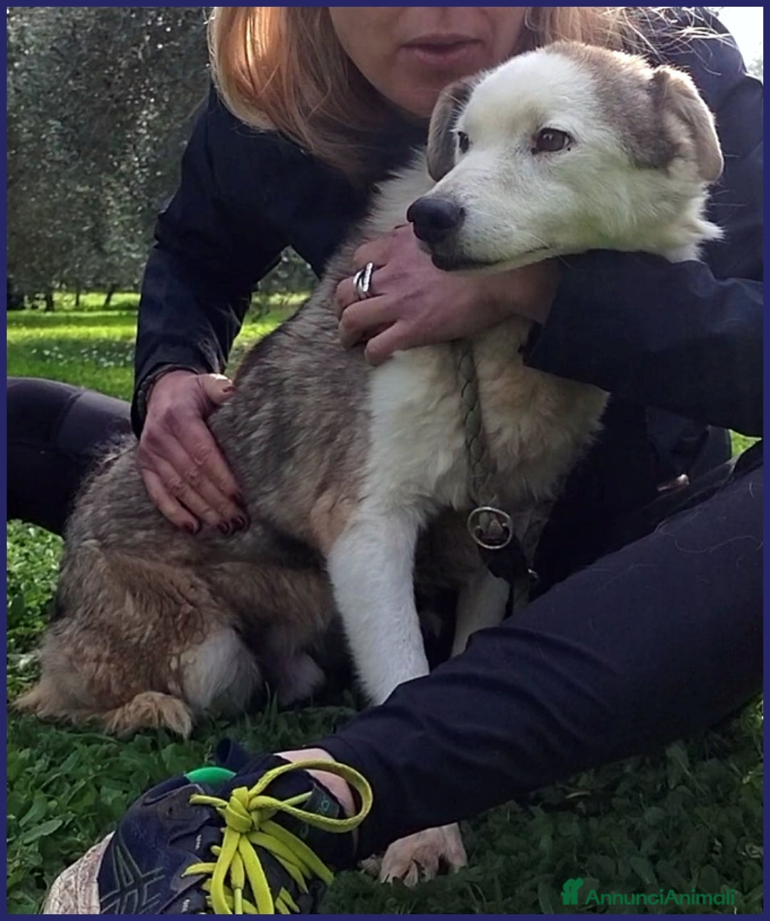 Meticcio cani in regalo: GENGIS CAN, TENERO NONNINO DI 12 ANNI TUTTI IN GAB a Città metropolitana di Milano - Annuncio 8