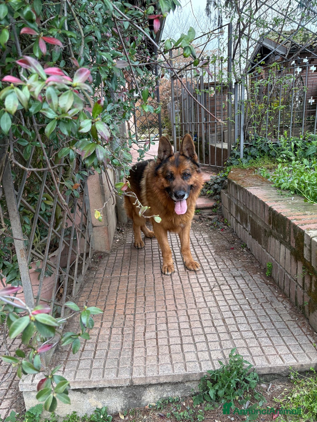 Pastore Tedesco cani in regalo: Boss cerca casa - Annuncio 3