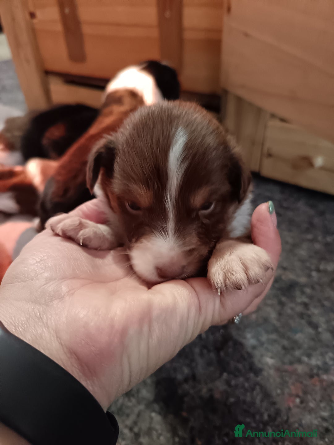 Australian Shepherd cani in vendita: Cuccioli di pastore australiano  - Annuncio 6