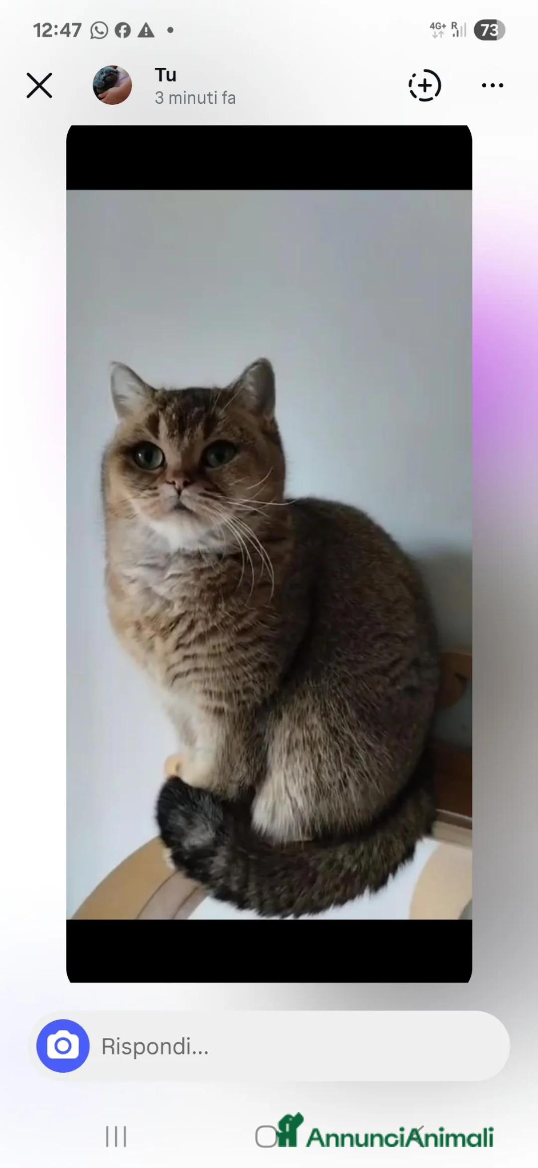 British gatti in regalo: Brithish shorteir - Annuncio 2