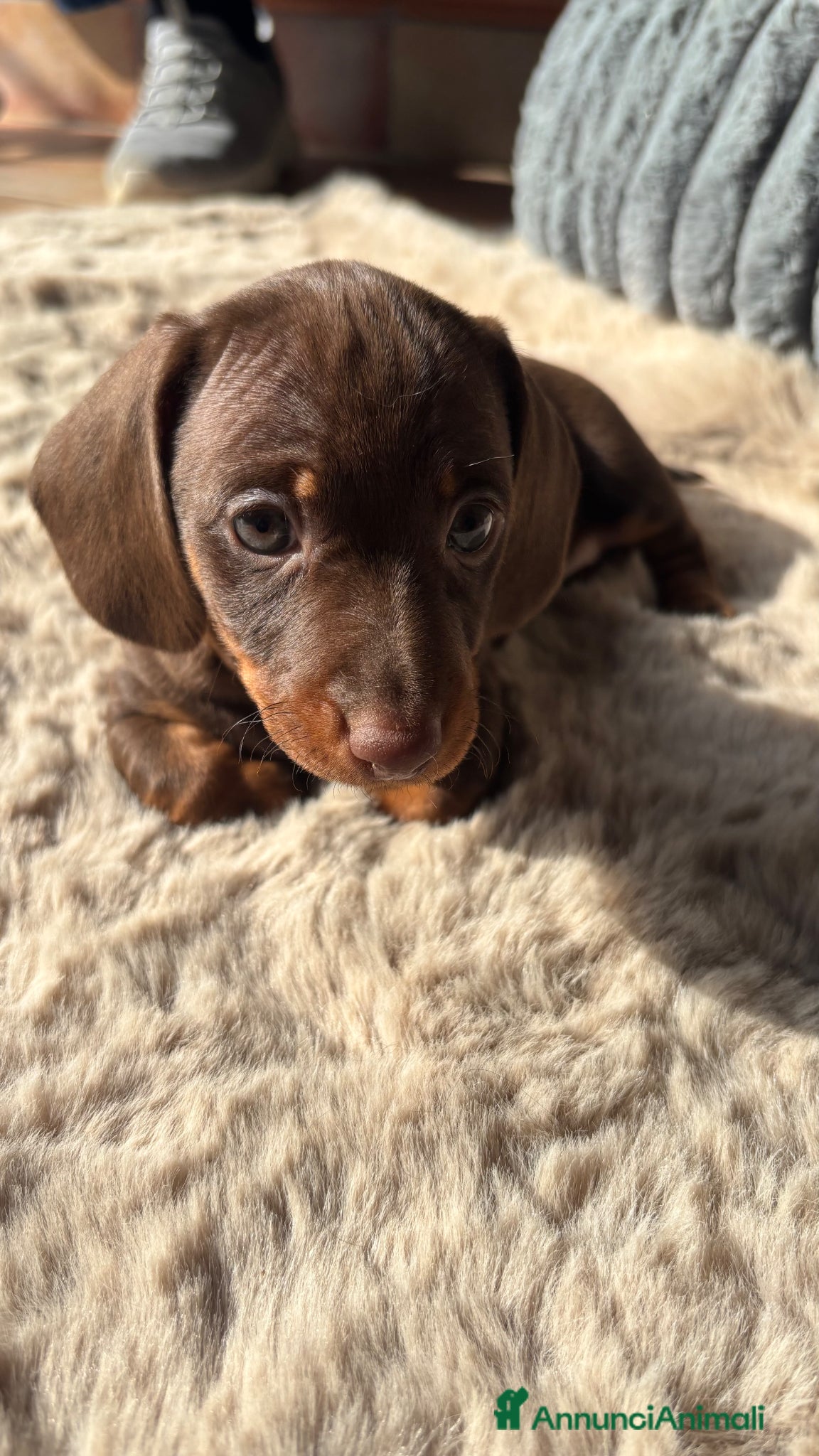 Bassotto cani Bassotto trdesco kaninchen e nano  - Annuncio 2