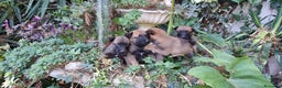 Pastore Belga cani in vendita: Pastore Belga Malinois Salerno Benevento Avellino - Annuncio 5