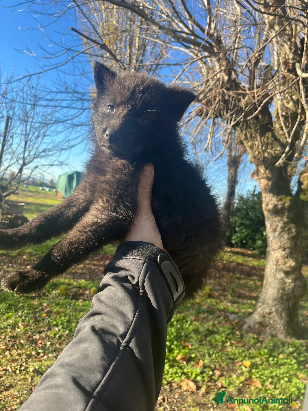 Lupo Cecoslovacco cani in vendita: Splendida cucciola  - Annuncio 6