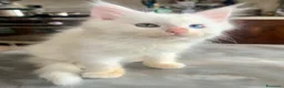 Maine Coon gatti in vendita: Cuccioli di Maine Coon - Annuncio 8