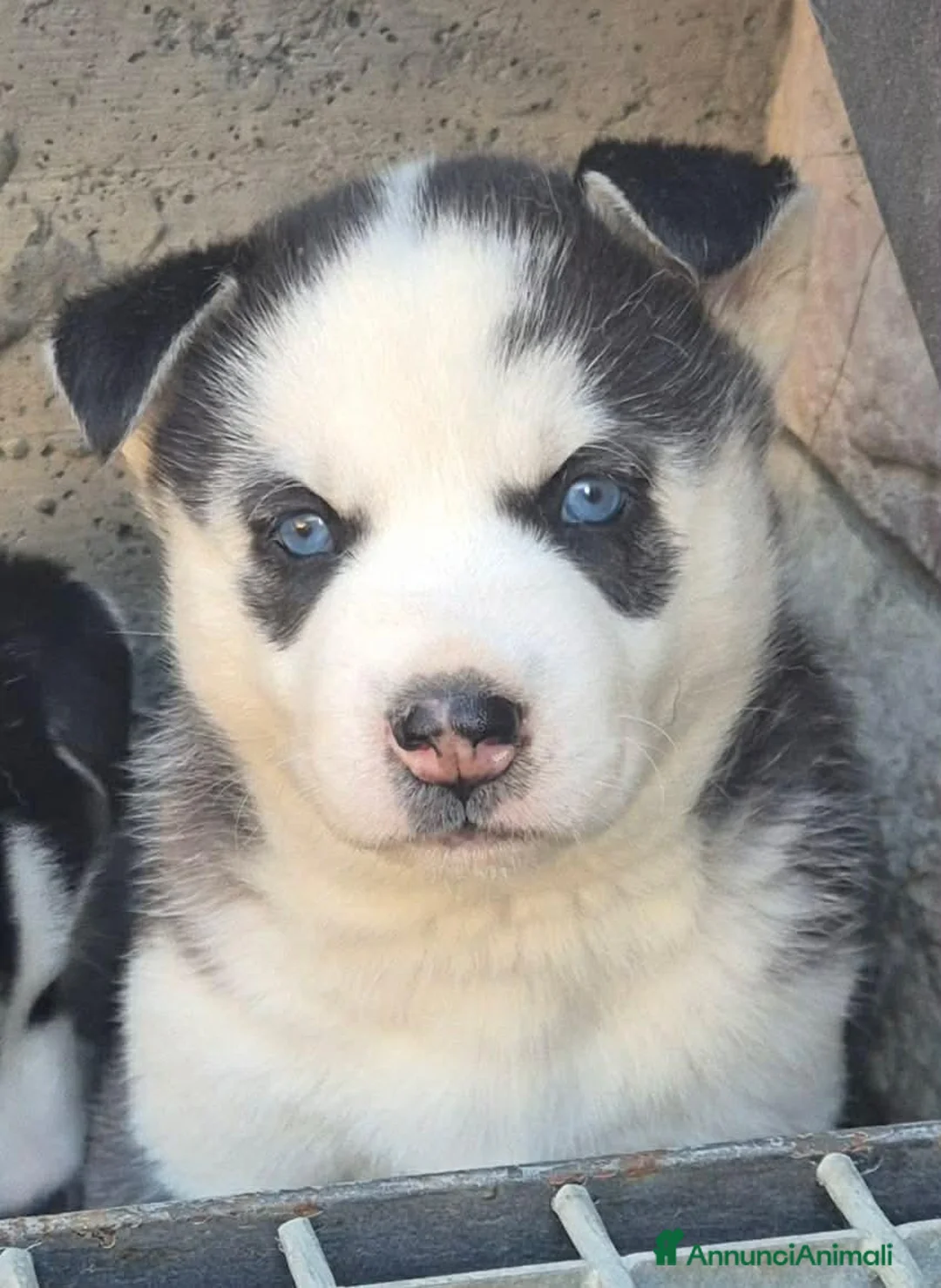 Husky cani in vendita: Cuccioli di siberian husky  - Annuncio 7