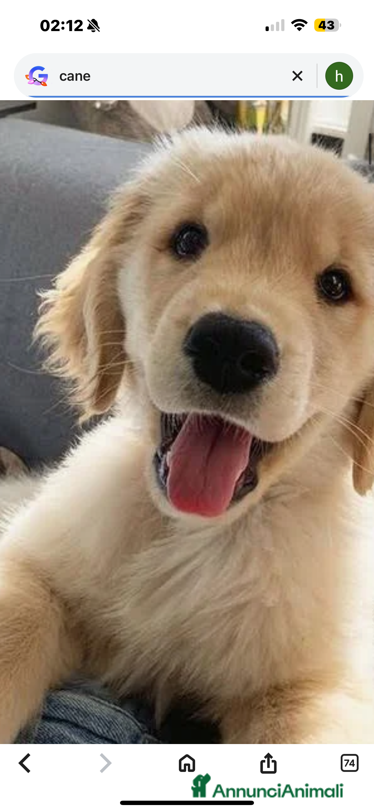 Pitbull cani cedesi cane - Annuncio 8