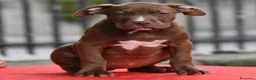 American Bully cani in vendita: Cucciole di American Bully XL. - Annuncio 8