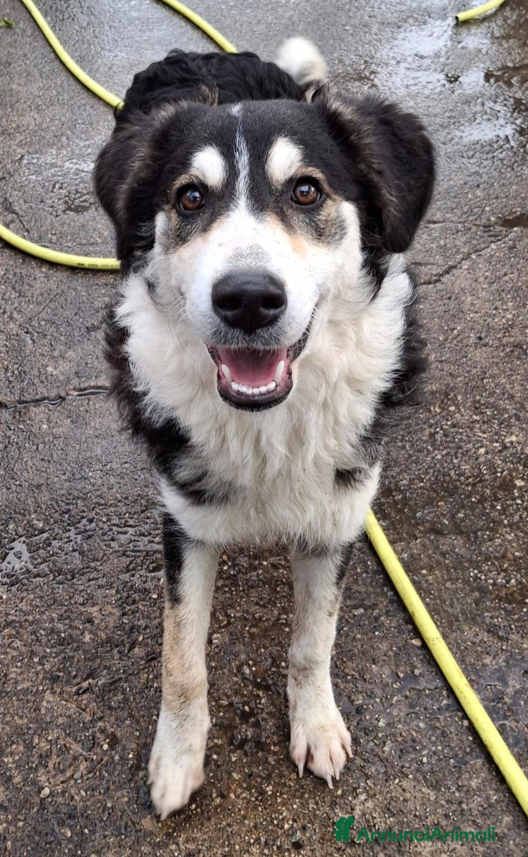 Meticcio cani in regalo: BRETZEL🩷-cucciola. Sta crescendo dietro le sbarre - Annuncio 12