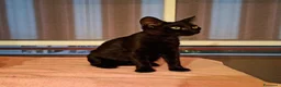 Meticcio gatti in regalo: GATTINI NERI DOLCISSIMI - Annuncio 11