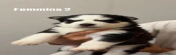 Husky cani in vendita: Cuccioli Husky  - Annuncio 6