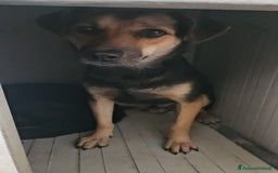 Meticcio cani in regalo: Andrea: 1anno taglia contenuta timido dolce  a Città Metropolitana di Genova - Immagine 20