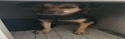 Meticcio cani in regalo: Andrea: 2 anni, timido e dolce - Annuncio 19