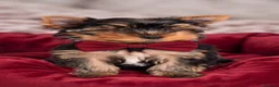 Yorkshire cani in vendita: Yorkshire maschio - Annuncio 4