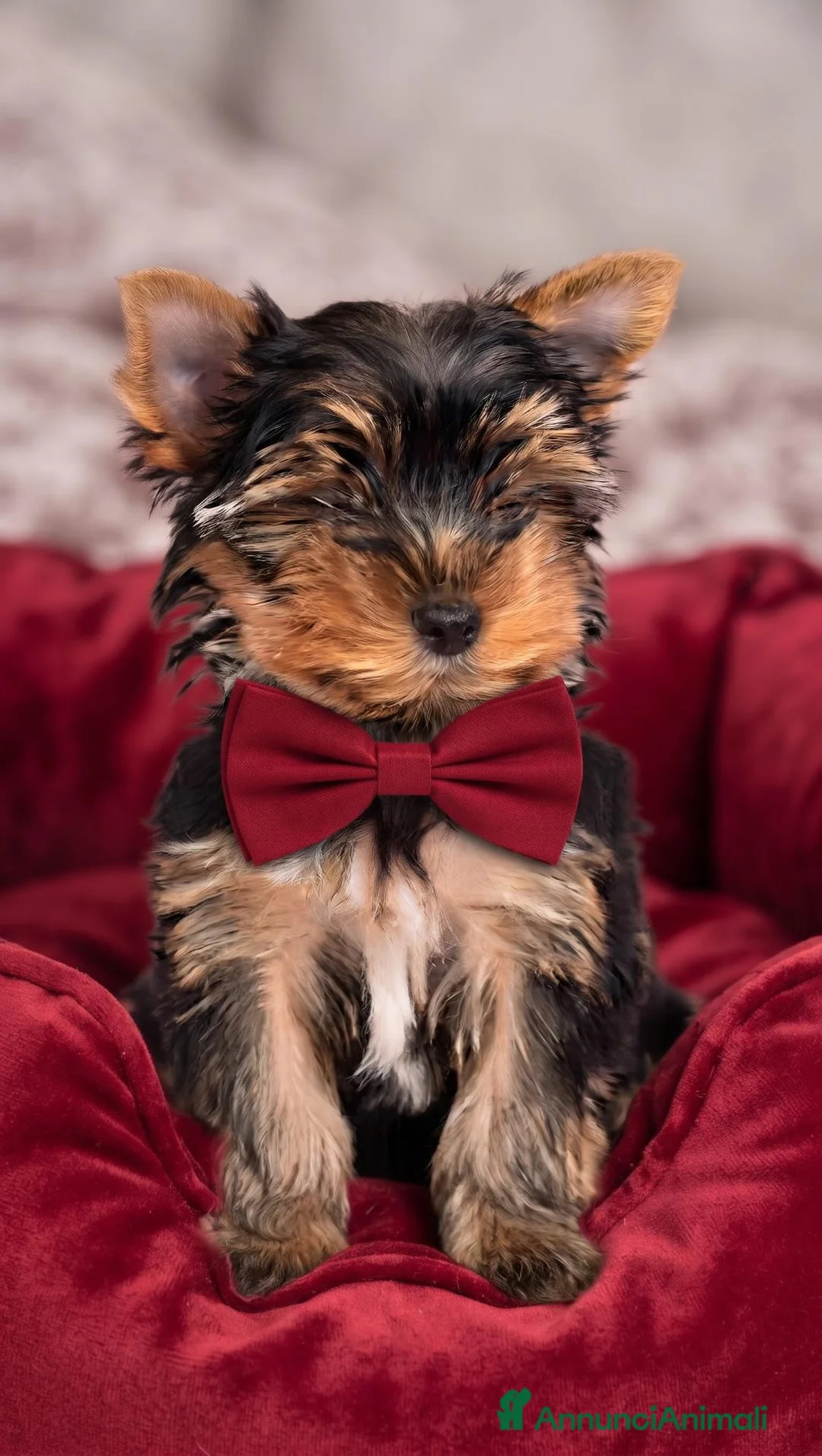 Yorkshire cani in vendita: Yorkshire maschio - Annuncio 4