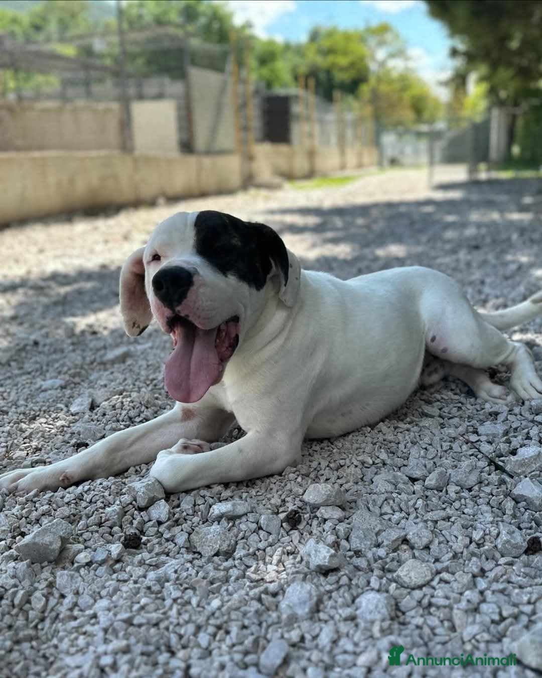 Dogo Argentino cani in regalo: VINCENT, fantastico molossone cerca famiglia - Annuncio 7