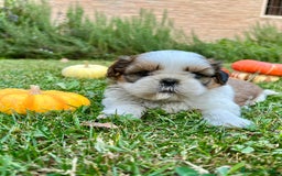Shih Tzu cani in vendita: Shihtzu con PEDIGREE ENCI a Città metropolitana di Milano - Immagine 1