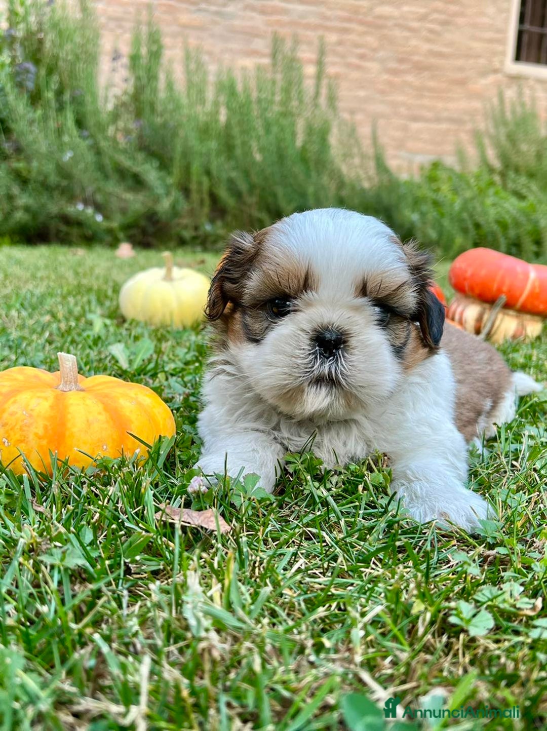 Shih Tzu cani in vendita: Shihtzu con PEDIGREE ENCI a Città metropolitana di Milano - Immagine 1